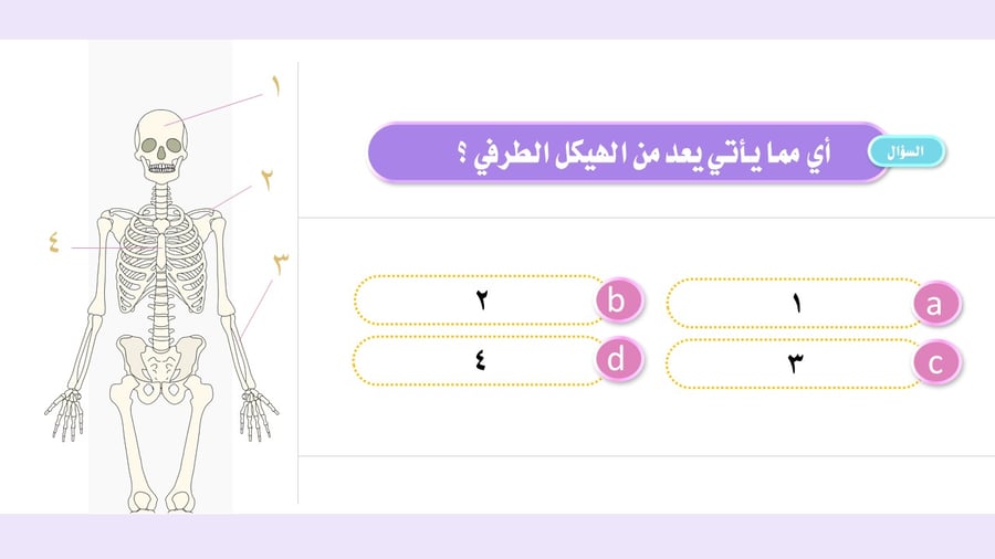 عرض بوربوينت تعليمي: الجهاز الهيكلي – أسئلة وتدريبات تفاعلية