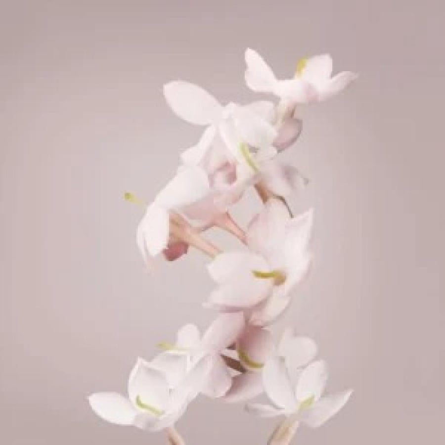 عطر فالنتينا 2025 من فالنتينو
