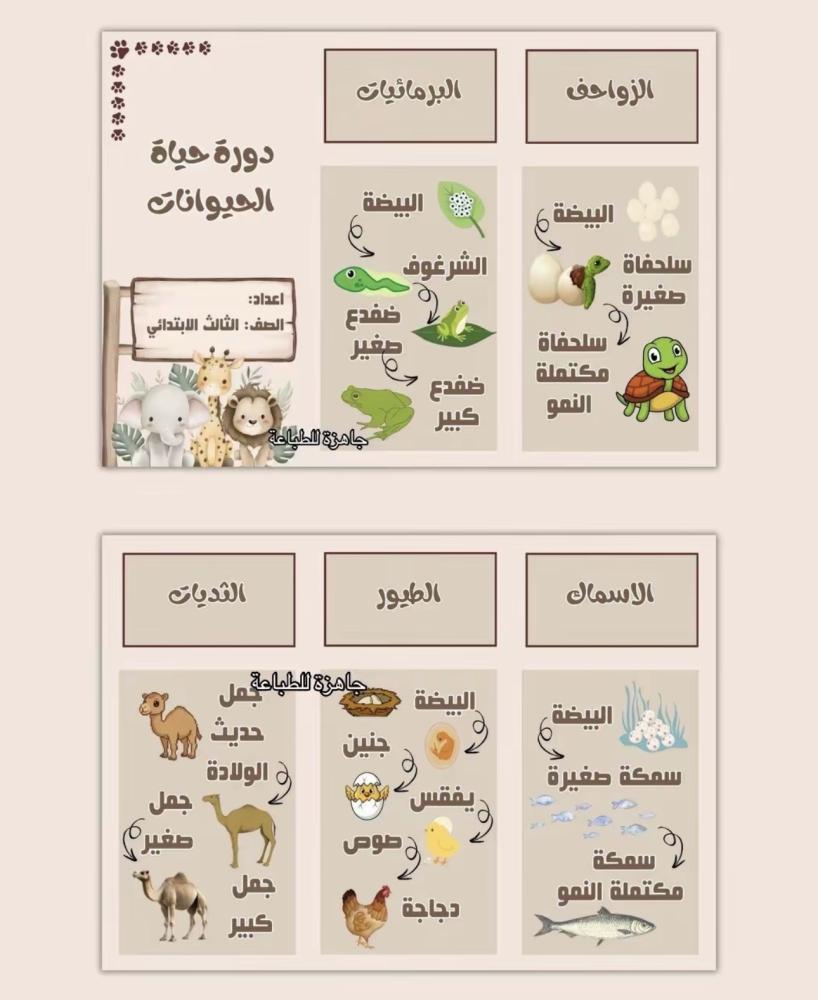 مطوية دورة حياة الحيوانات - علوم صف ثالث