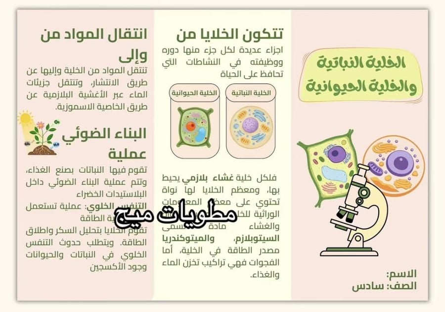 مطوية الخلية النباتية والخلية الحيوانية - علوم صف سادس