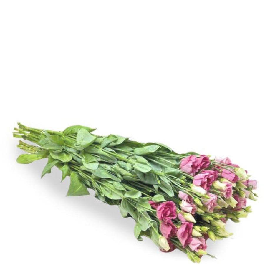 استوما وردي دبل 10 اغصان