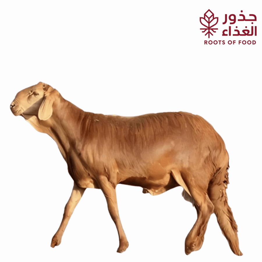 سواكني تربية 18 - 19 كجم