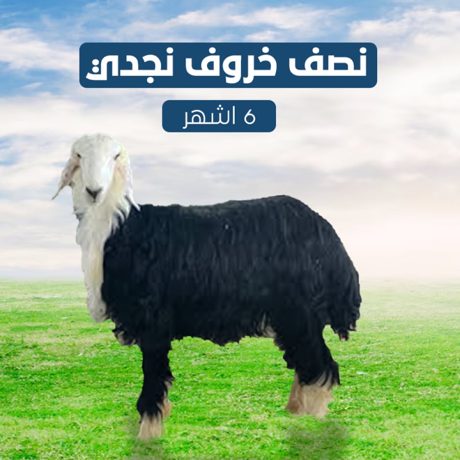 نصف خروف نجدي 6 اشهر.