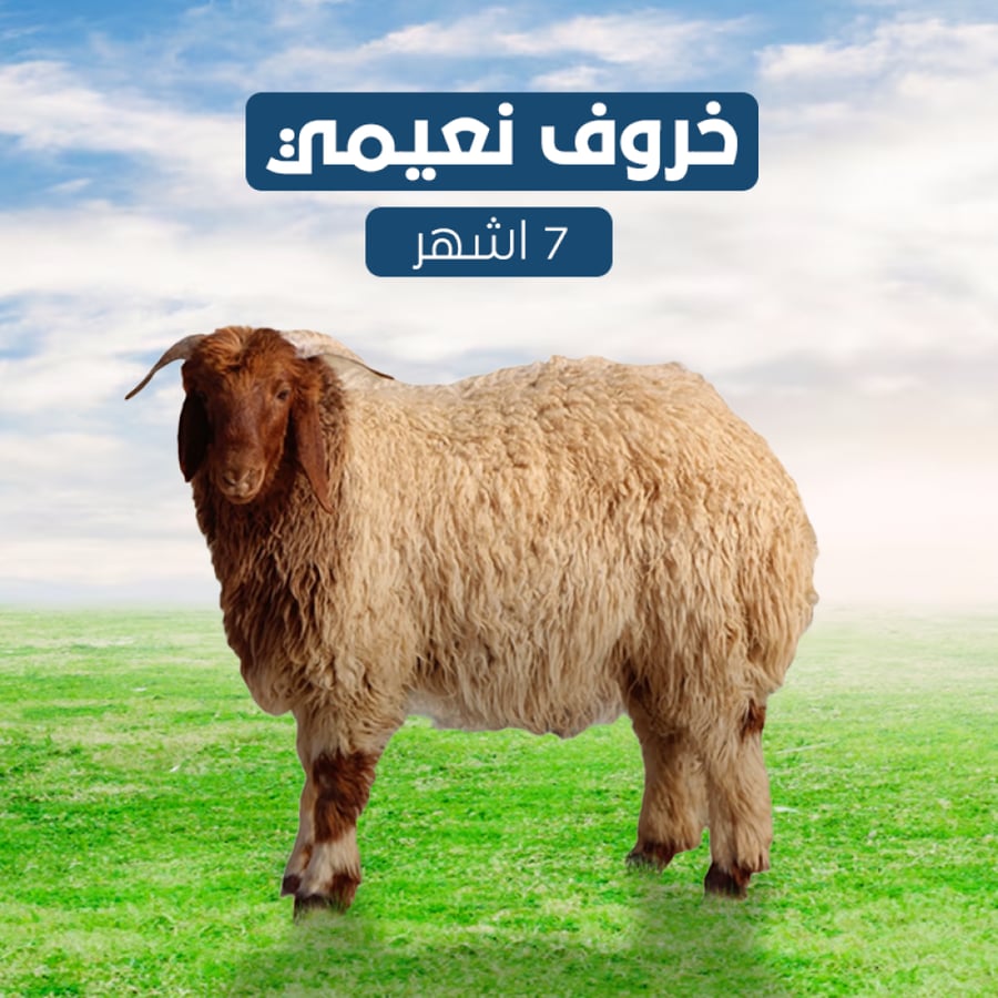 خروف نعيمي 7 اشهر.
