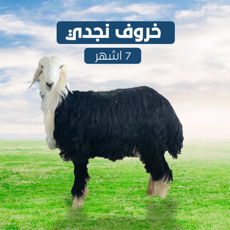 خروف نجدي 7 اشهر.