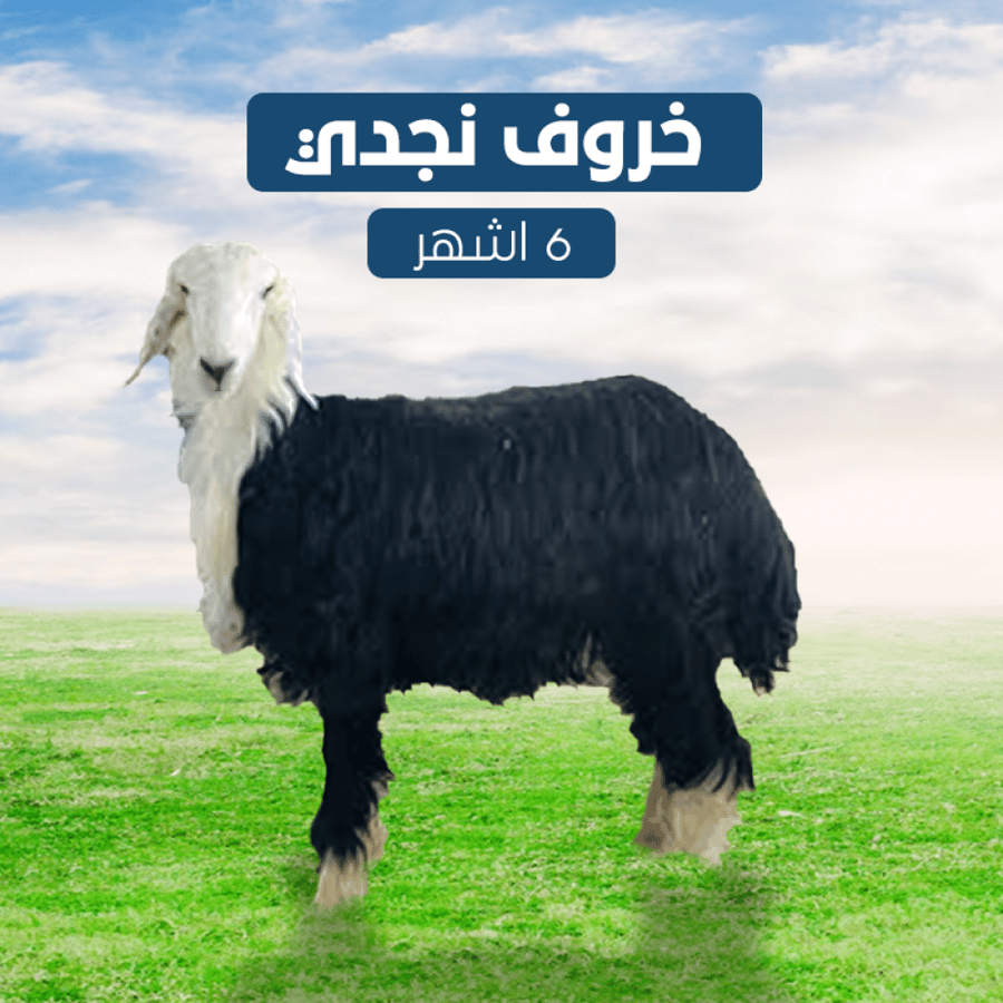 خروف نجدي 6 اشهر.