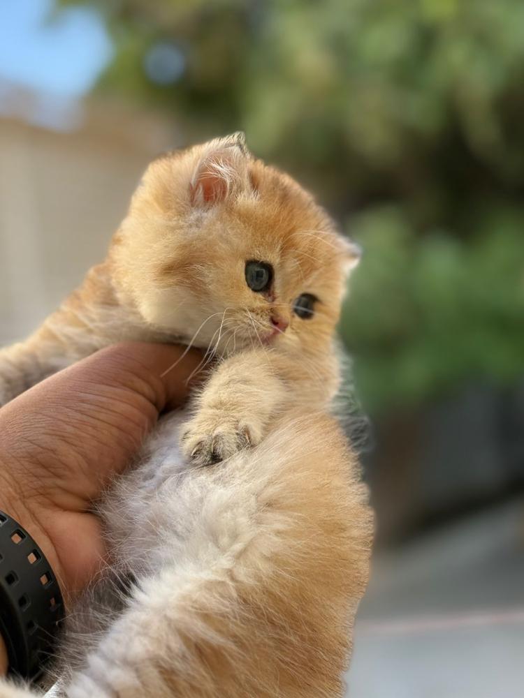 قطة برتش أنثى