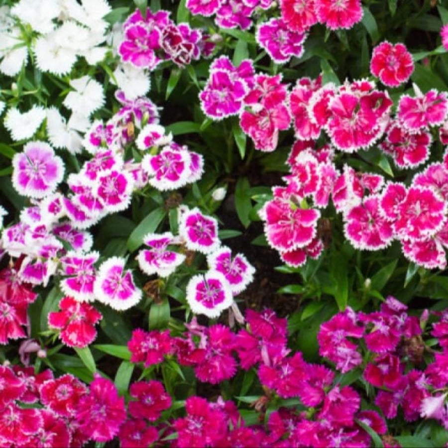 بذور قرنفل صيني Dianthus chinensis ألوان متنوعة