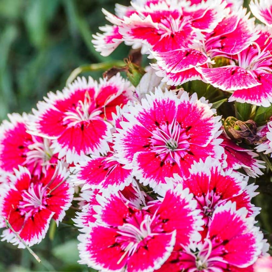 بذور قرنفل صيني Dianthus chinensis ألوان متنوعة