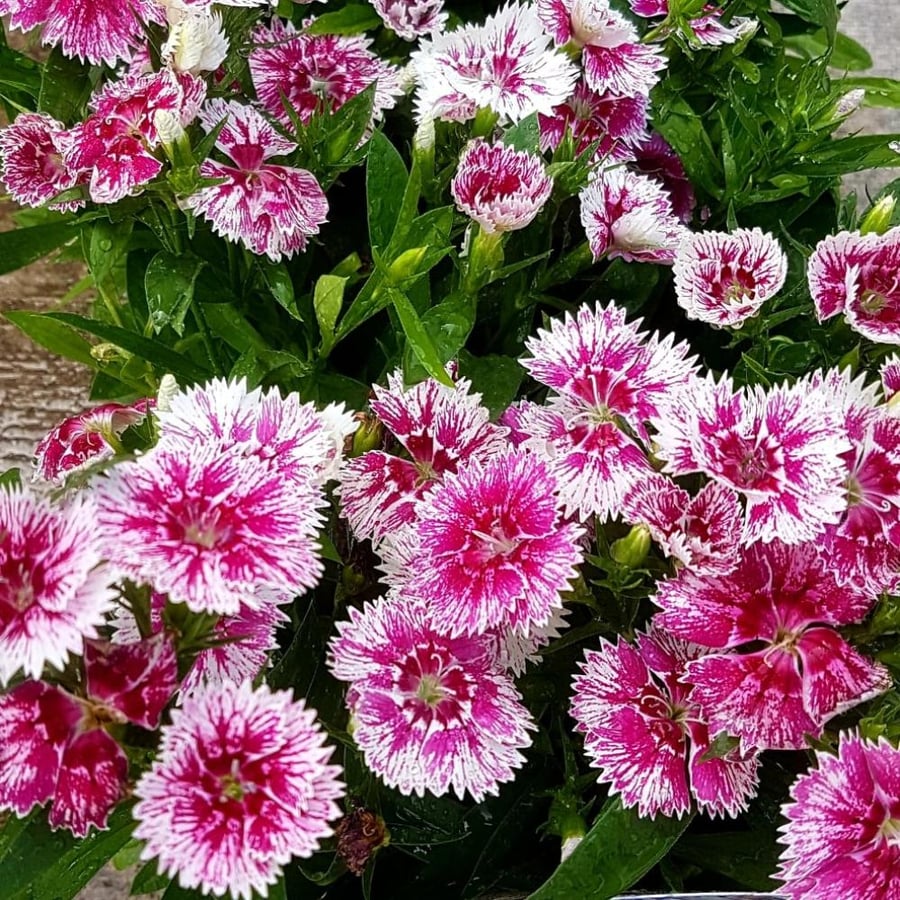 بذور قرنفل صيني Dianthus chinensis ألوان متنوعة