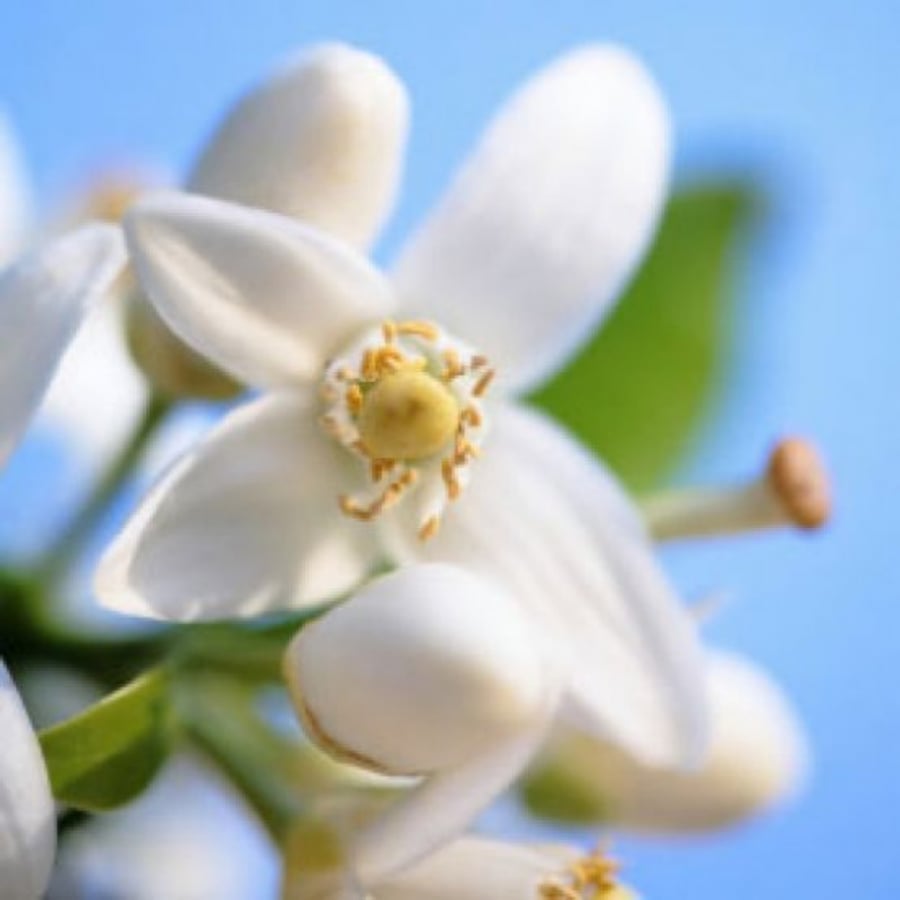 زيت عطري برائحه النيرولي 30 ملي