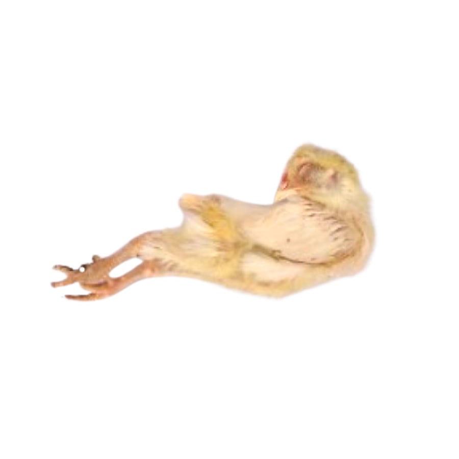 صيصان حبه واحدة