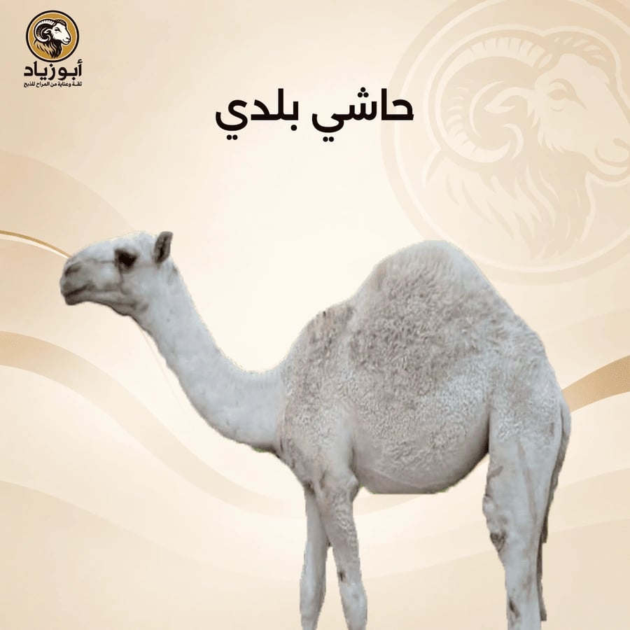 حاشي بلدي