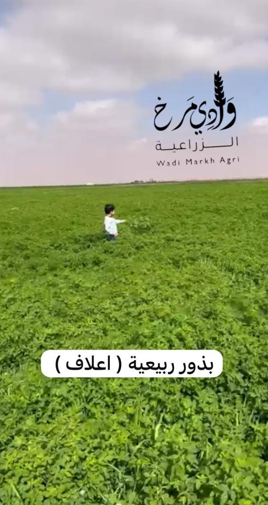 بذور ربيعية (اعلاف) 1 كيلو