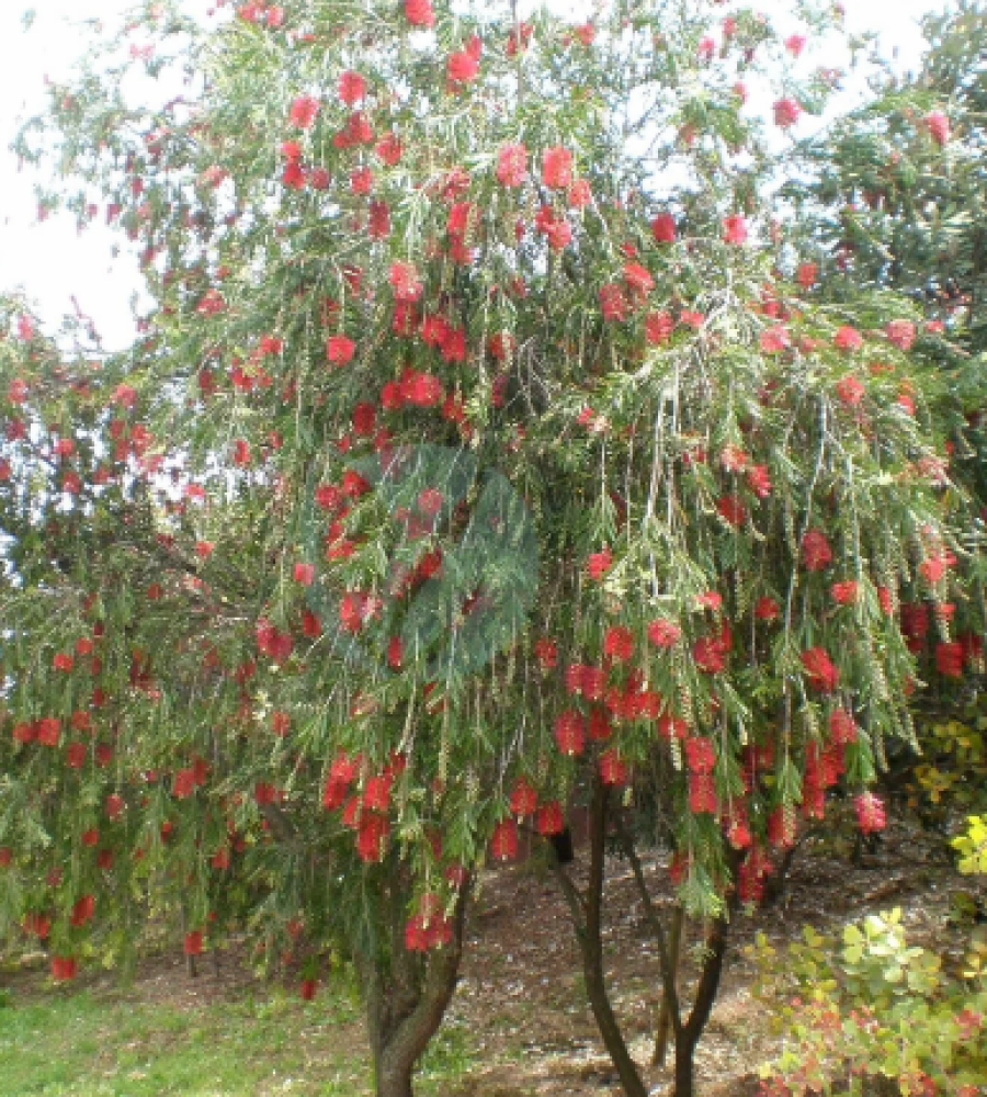 فرشاة الزجاج 2م
