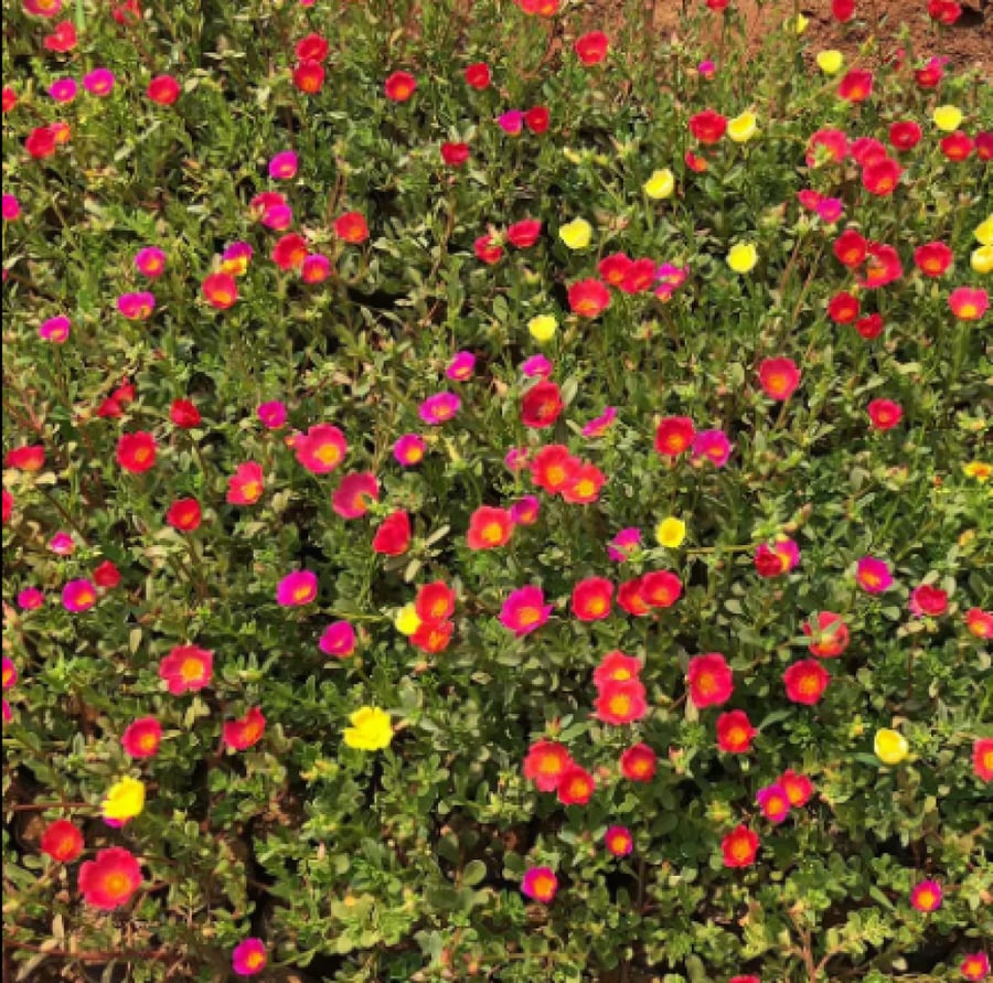 صباح الخير