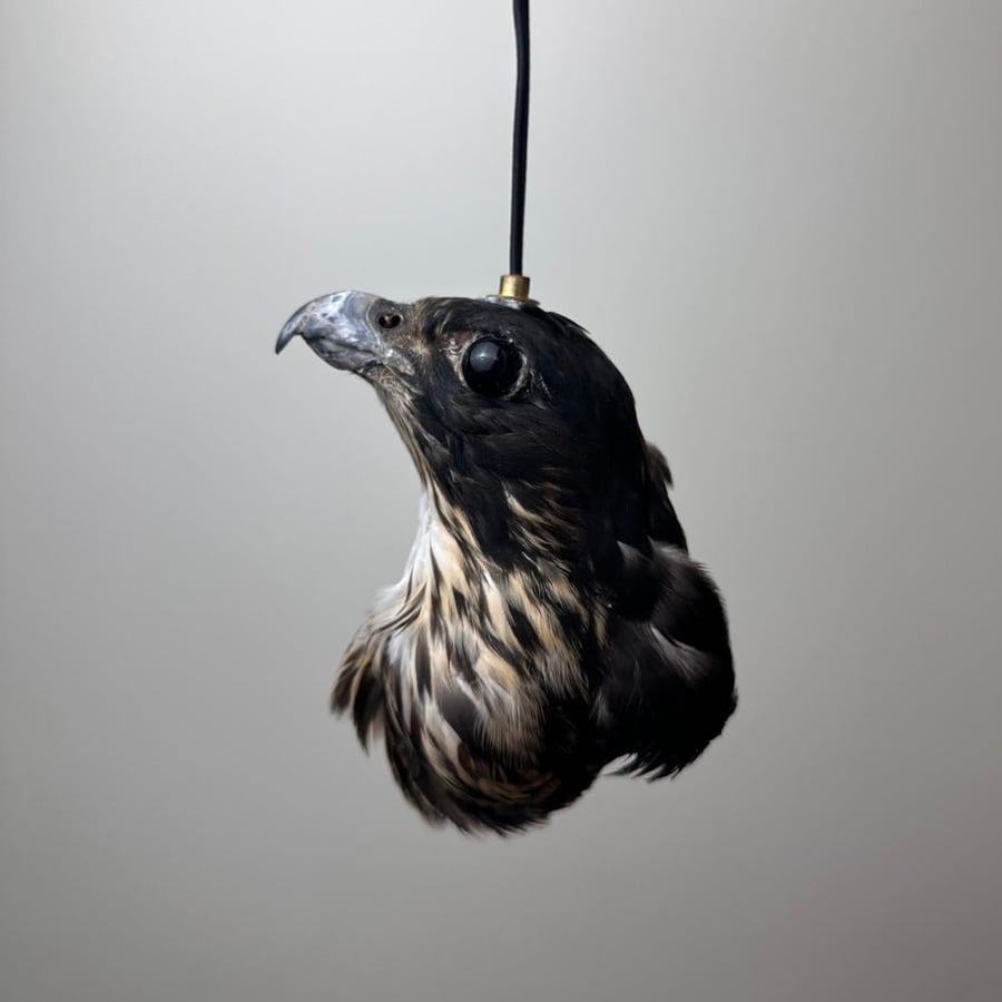 جير شاهين - 66