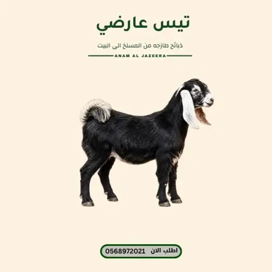 تيس عارضي لباني