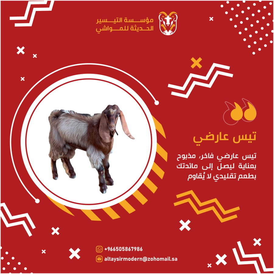 تيس عارضي للبيع وسط في المدينة المنورة