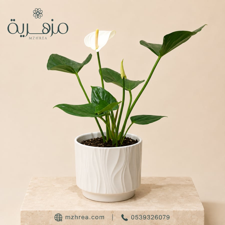 نبات زنبق السلام مع مركن سيراميك