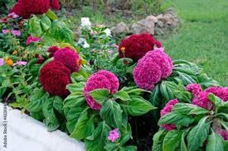 سييلوزيا بذور زهور السلوزيا celosia cristata