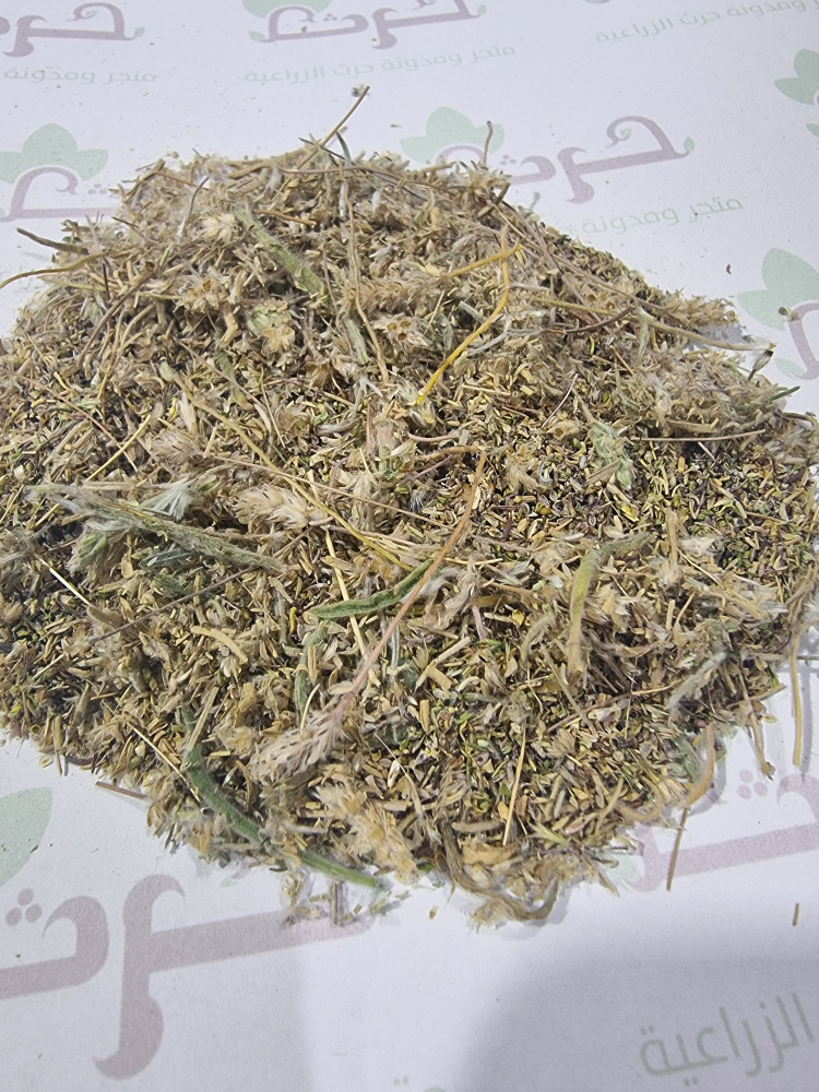 الربلة بذور نقية من عشبة الربلة الرعوية plantago coronopus