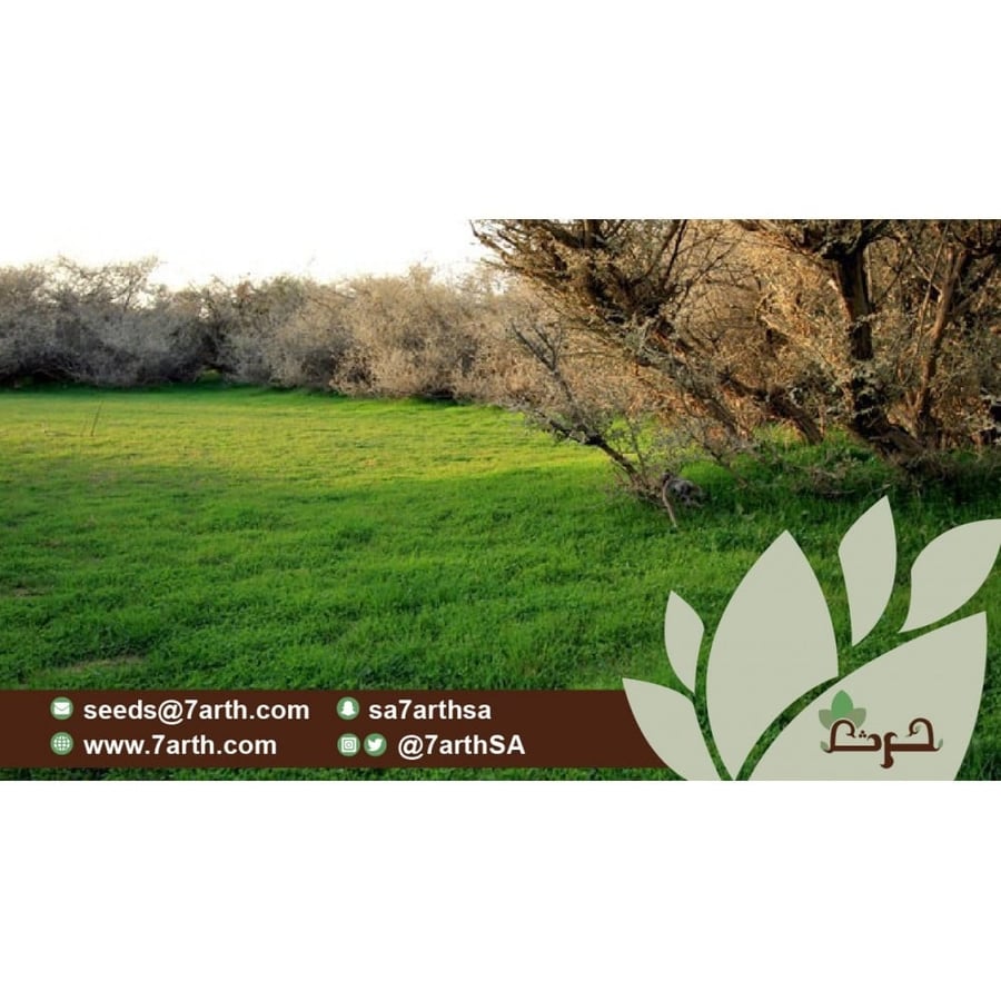 النفل بذور النفل Trifolium campestre