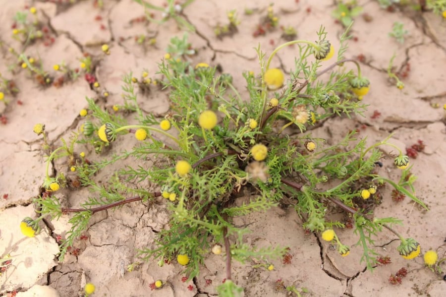 البابونج البري بذور بابونج الفياض matricaria aurea