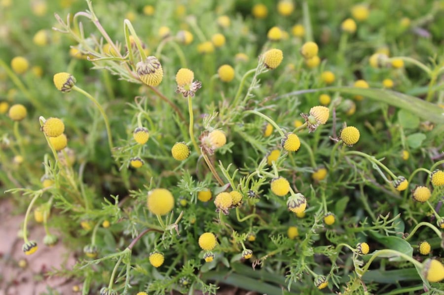 البابونج البري بذور بابونج الفياض matricaria aurea