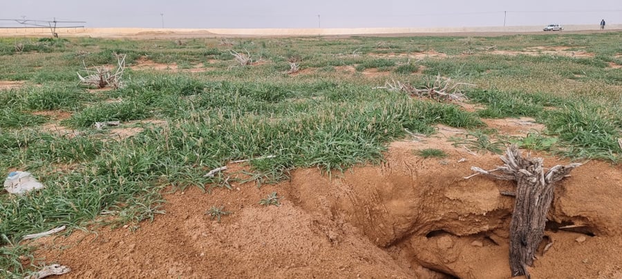 الربلة بذور نقية من عشبة الربلة الرعوية plantago coronopus