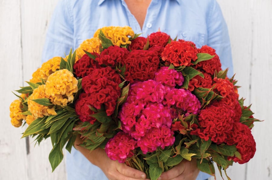سييلوزيا بذور زهور السلوزيا celosia cristata