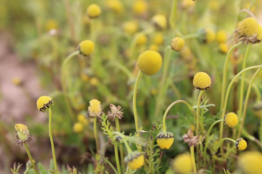 البابونج البري بذور بابونج الفياض matricaria aurea