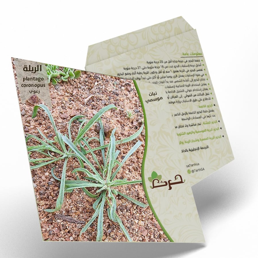 الربلة بذور نقية من عشبة الربلة الرعوية plantago coronopus