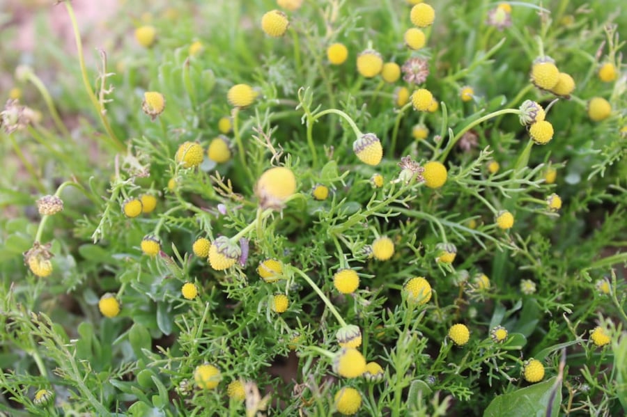 البابونج البري بذور بابونج الفياض matricaria aurea