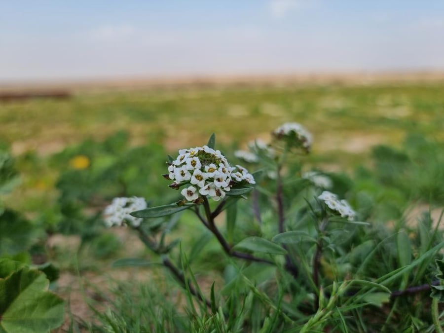 اليسم ابيض  بذور زهور الأليسم الابيض  Alyssum