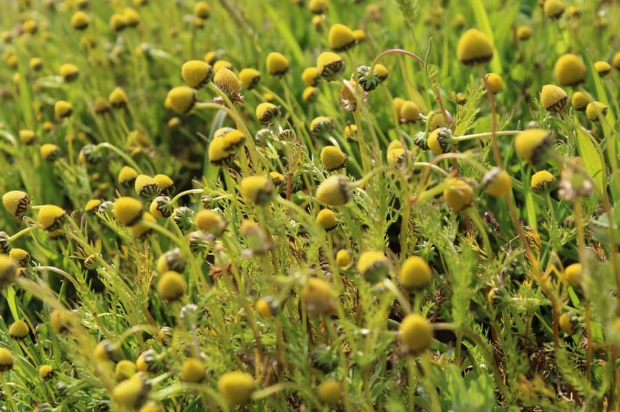 البابونج البري بذور بابونج الفياض matricaria aurea