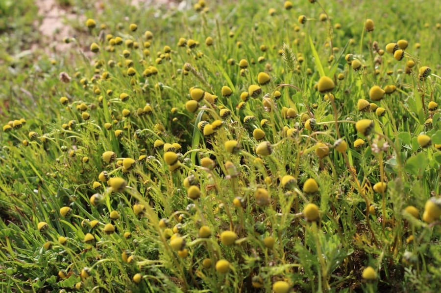 البابونج البري بذور بابونج الفياض matricaria aurea
