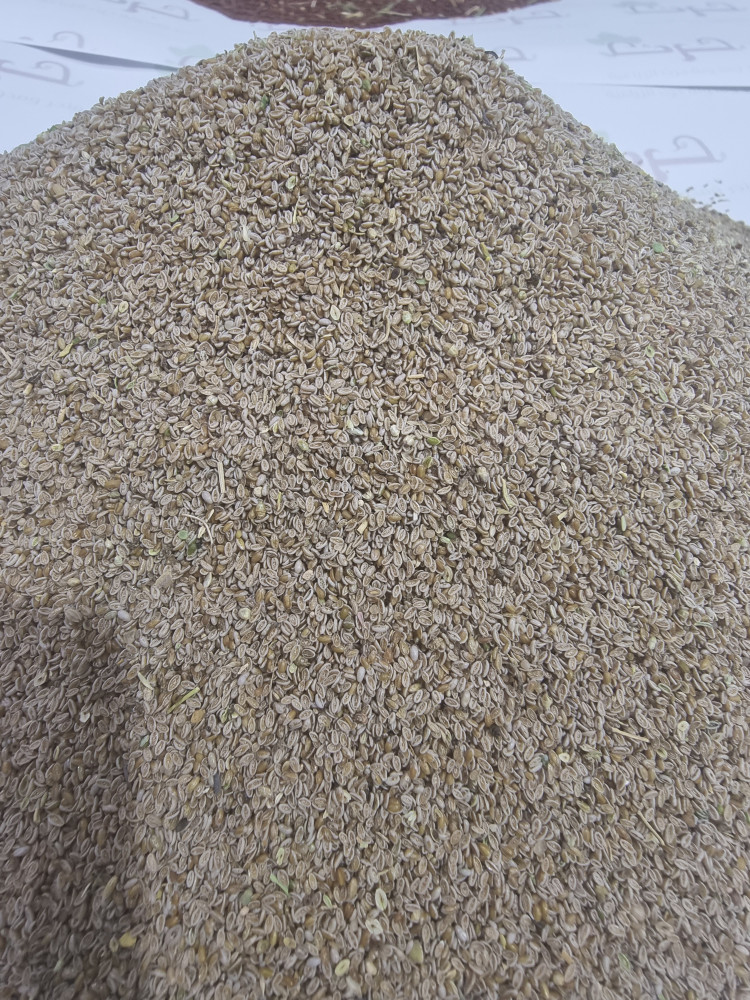 الربلة بذور نقية من عشبة الربلة الرعوية plantago coronopus