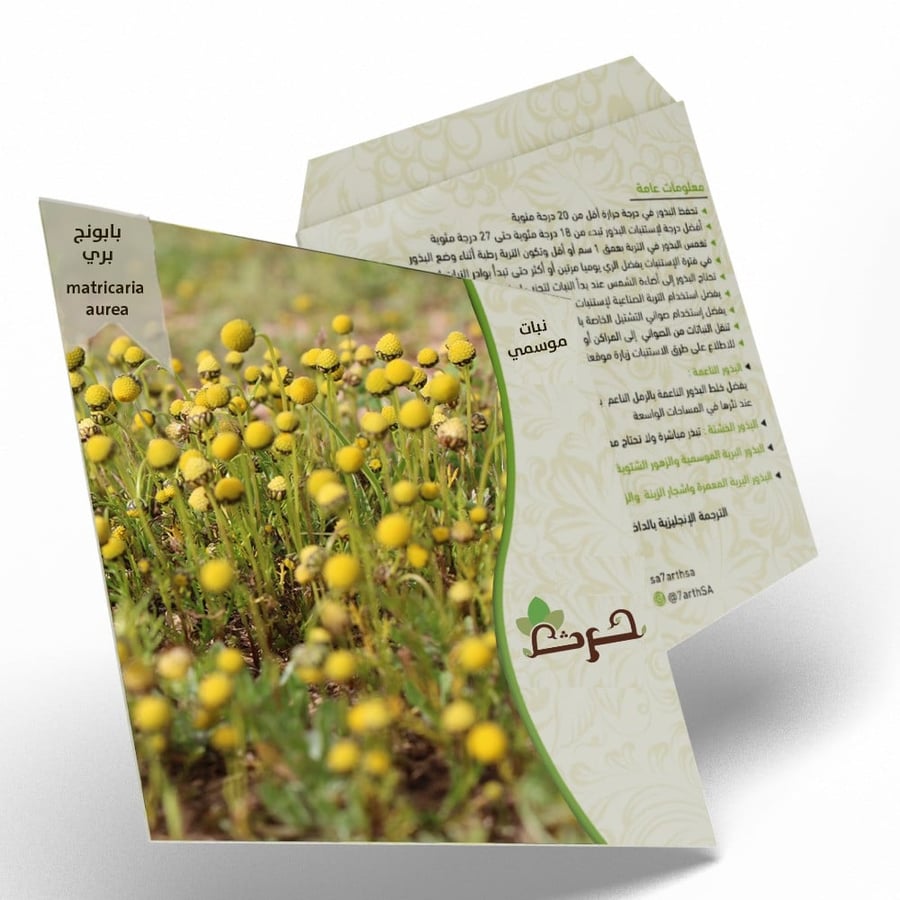 البابونج البري بذور بابونج الفياض matricaria aurea