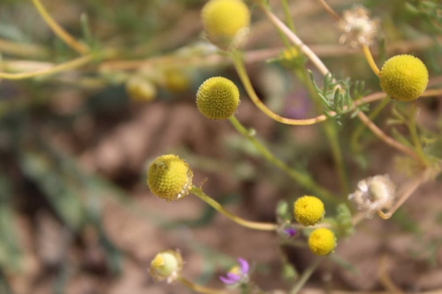 البابونج البري بذور بابونج الفياض matricaria aurea