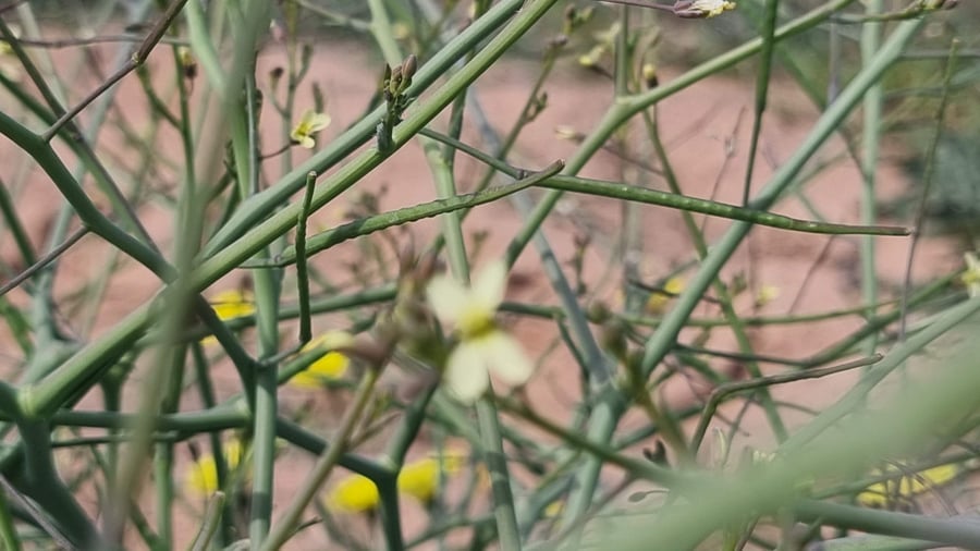 بذور الحرشا الرعوية للإبل Brassica tournefortii
