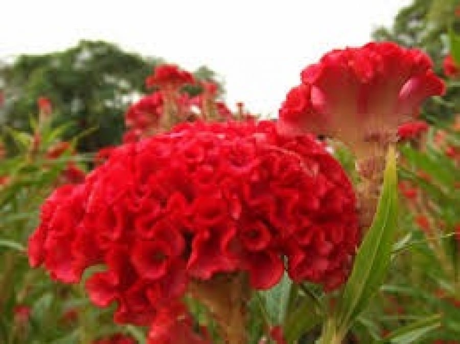 سييلوزيا بذور زهور السلوزيا celosia cristata