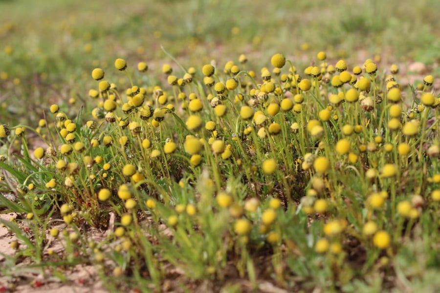 البابونج البري بذور بابونج الفياض matricaria aurea