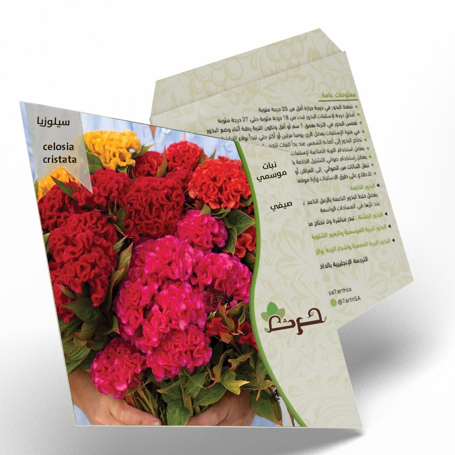 سييلوزيا بذور زهور السلوزيا celosia cristata