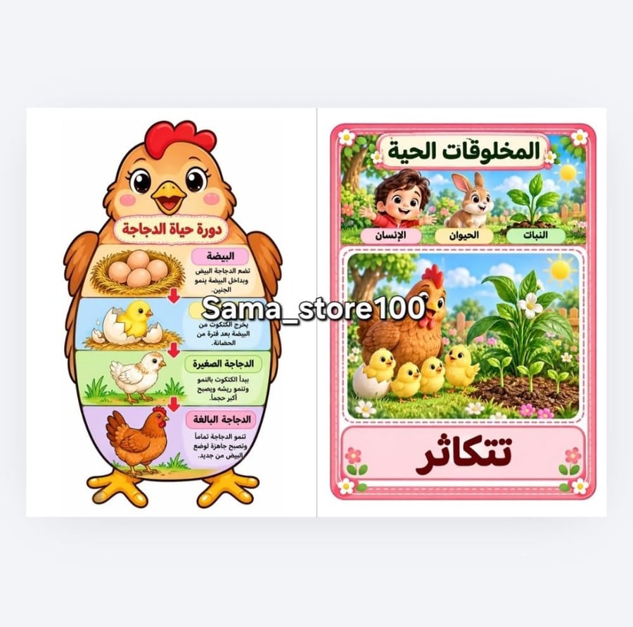 دورة حياة الدجاج علوم ثاني ابتدائي الفصل الدراسي الأول pdf