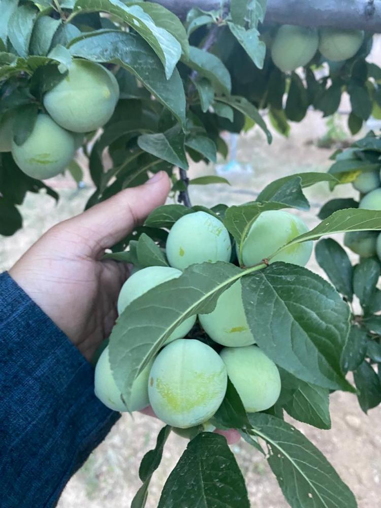 بخارى أخضر مطعوم حوالي 40_70سم صنف مميز
