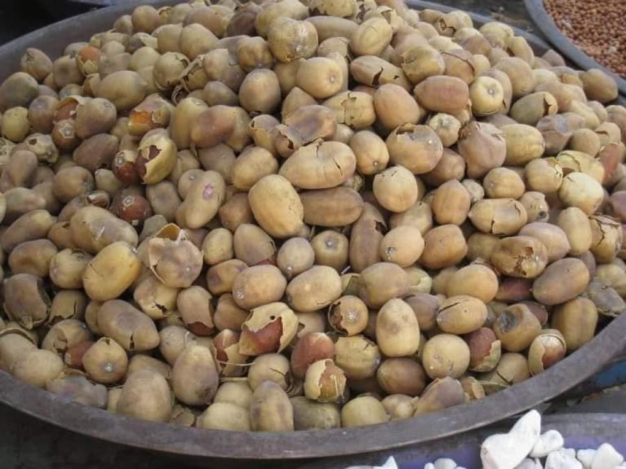 شتلات الهجليج  بلح الصحراء حوالي 50 سم