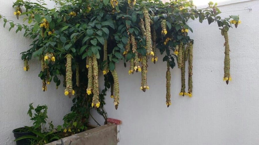 شجيرة منقار  الببغاء( جميلينا فلبين ) شتلات صغيرة