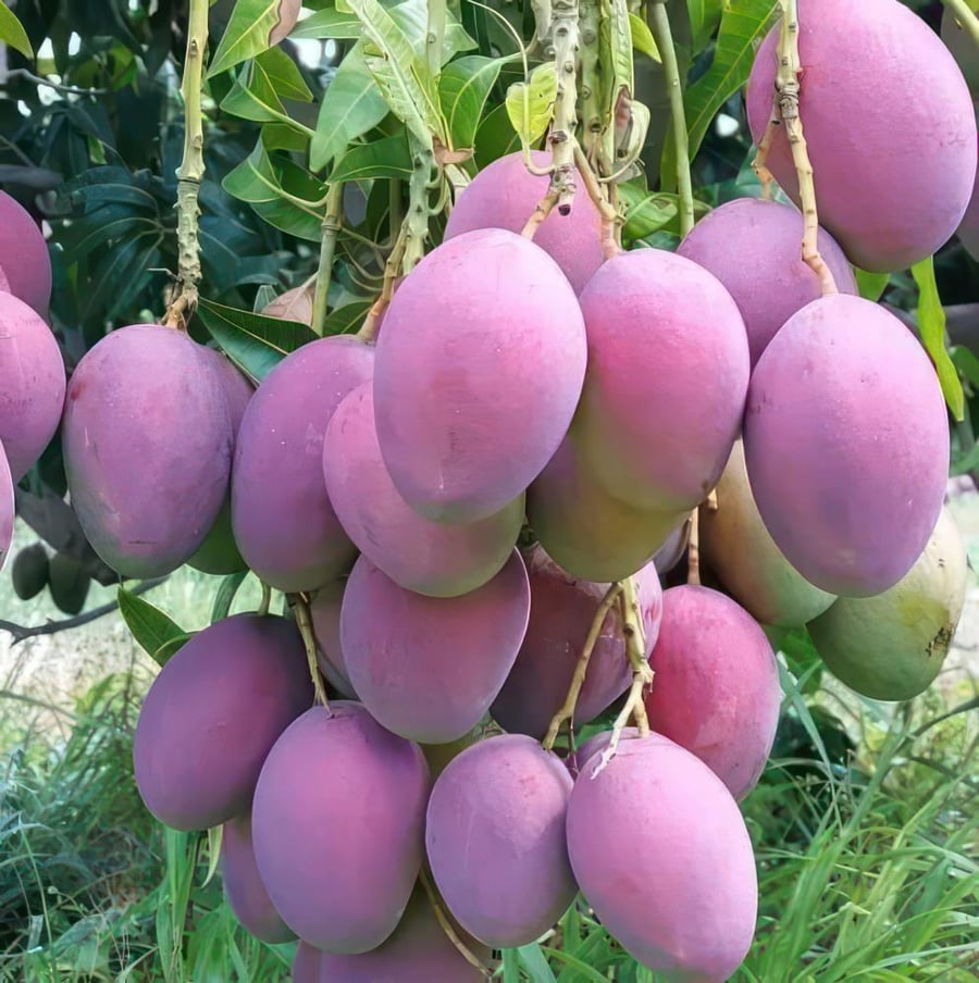 شتلات مانجو ميازاكي حوالي 100_140سم
