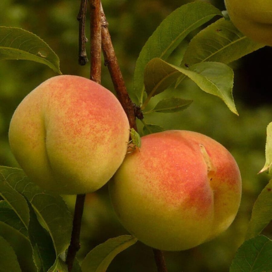 French peach seedlings, a distinguished variety (Rin de Virginia), 3 years old, approximately two meters tall